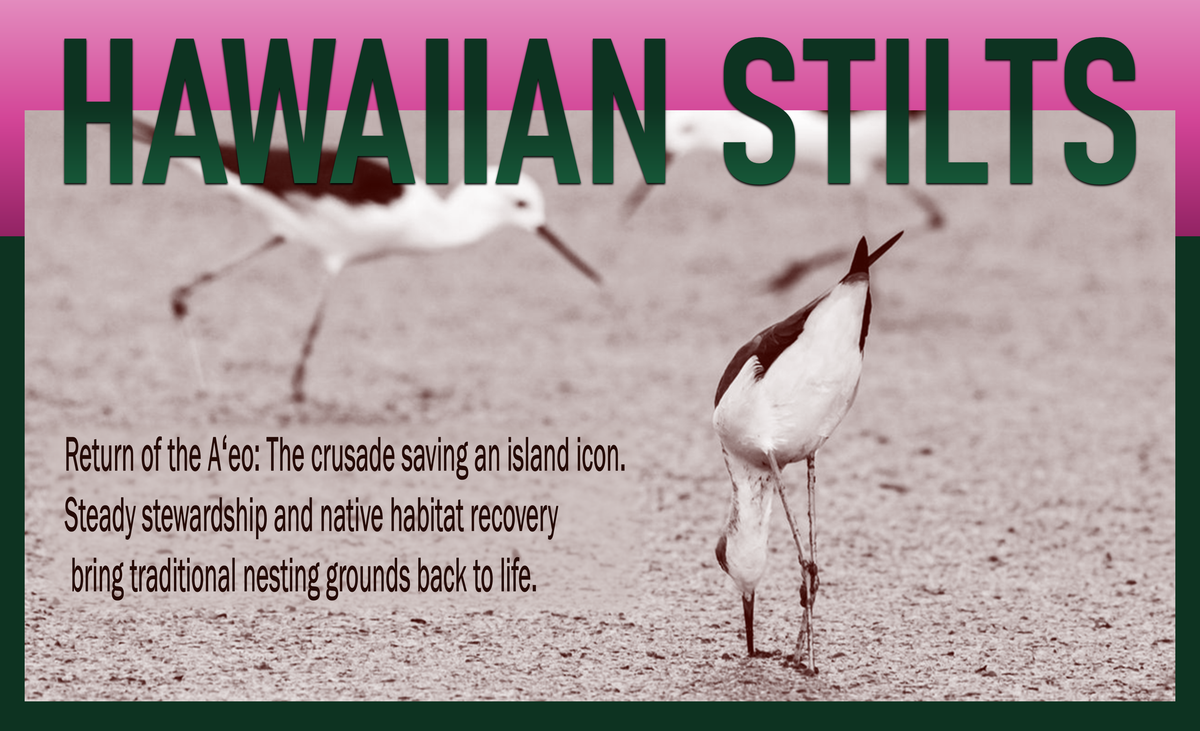 Blog header graphic titled "Hawaiian Stilts" displaying long-legged Hawaiian Stilts foraging, covering wetland shorebird conservation and identification.