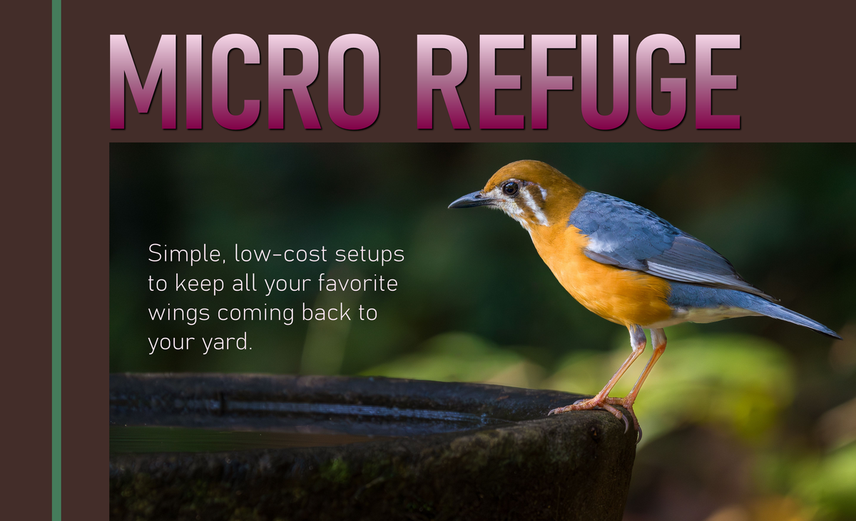 Blog banner titled "Micro Refuge" showcasing a colorful bird resting near a garden bird bath, illustrating urban wildlife habitat creation tips.