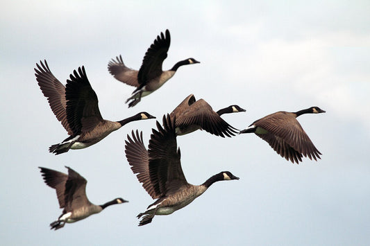 The Geometry of Air and Glass: How Birds Design Their World