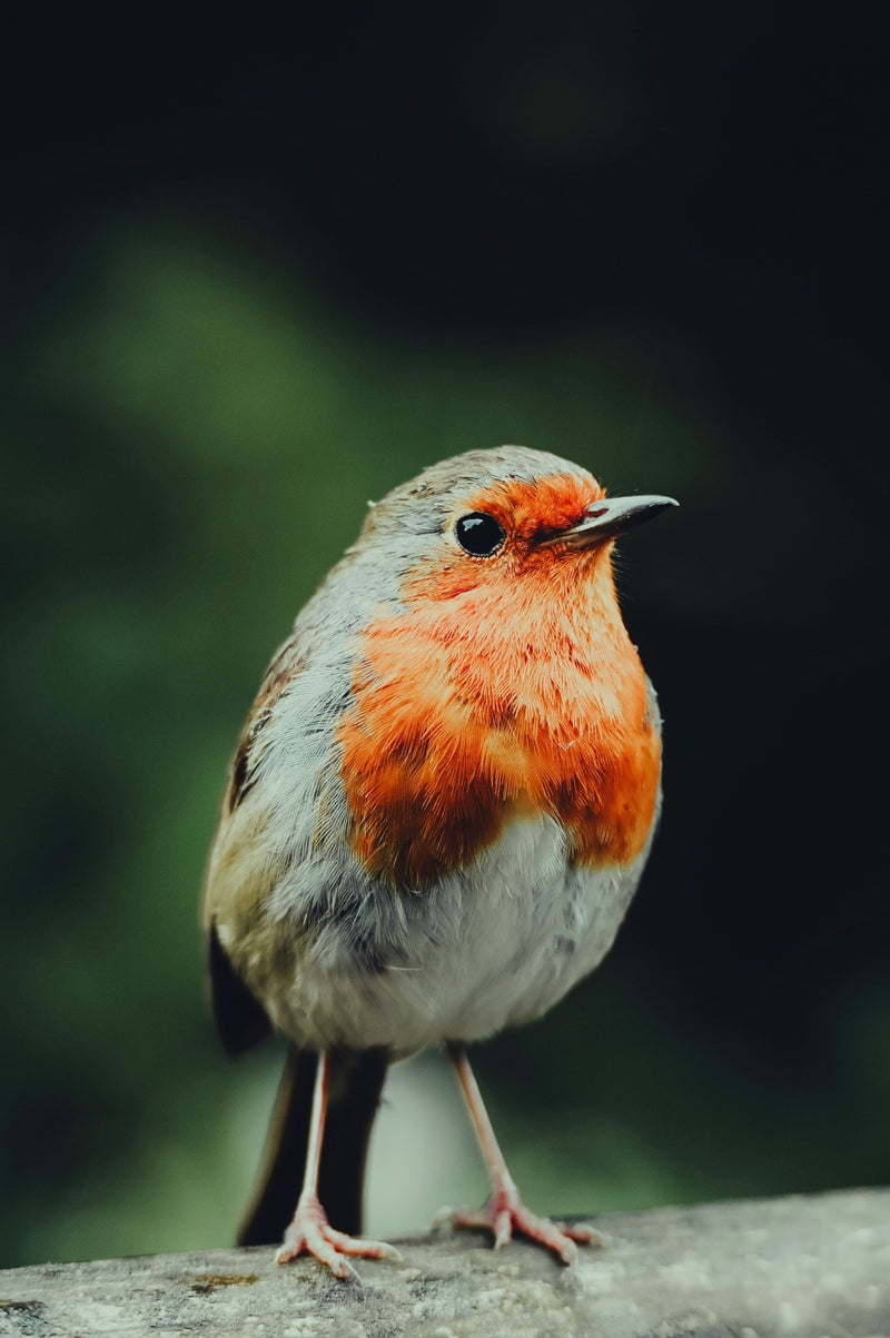 The Winter Song of a Fierce Companion