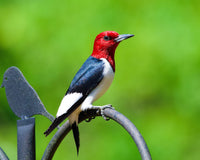 Keeping Up with the Neighbors: When Wild Birds Rewrite Our Daily Routines