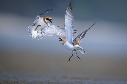 The Unofficial Neighborhood Association: Avian Critiques and Aerial Blueprints