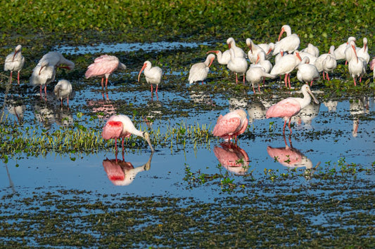Off-Book: When Wildlife Ignores the Manual