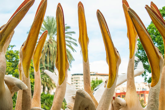 Bird News: Birding & Wild Birds, Door County Pelicans & Cornwall Storks