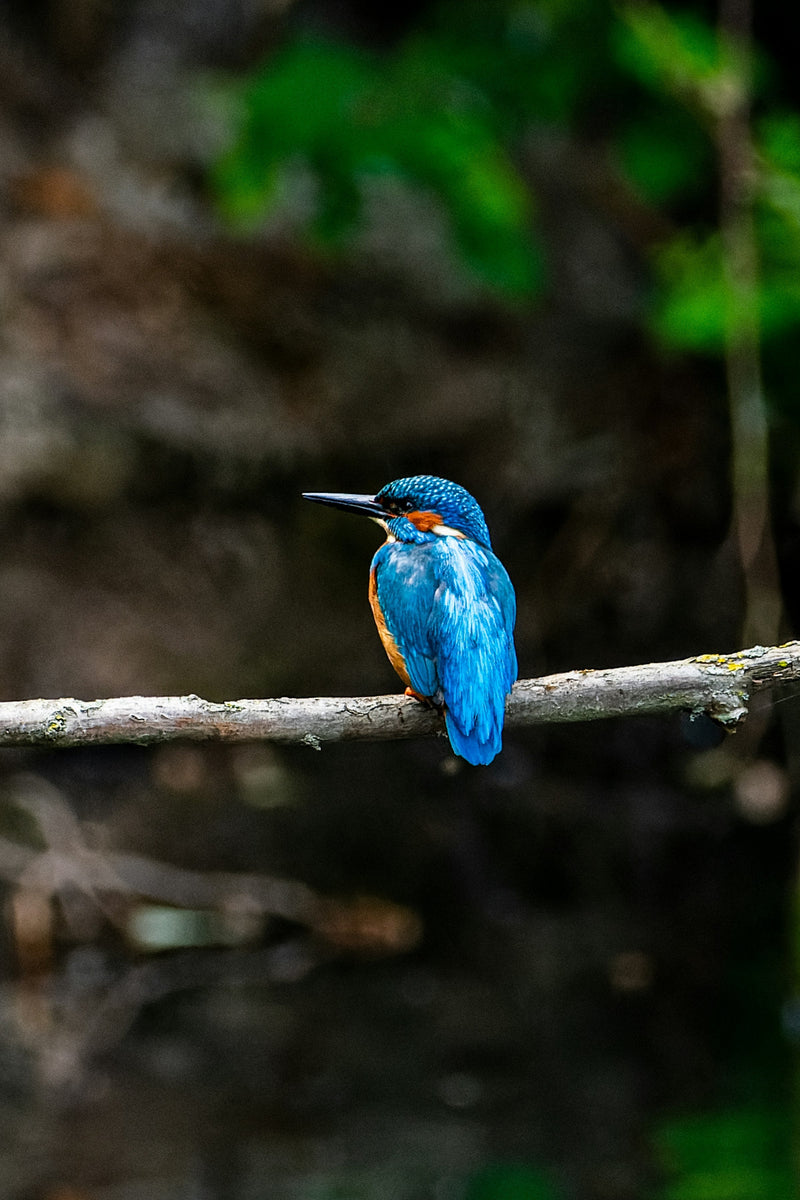 Daydreaming of the Common Kingfisher, an Ocean Away