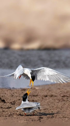 Gull-billed Tern displaying dynamic courtship or territory dance movements on the shoreline, ideal for seabird behavioral guides and coastal wildlife photography logs.
