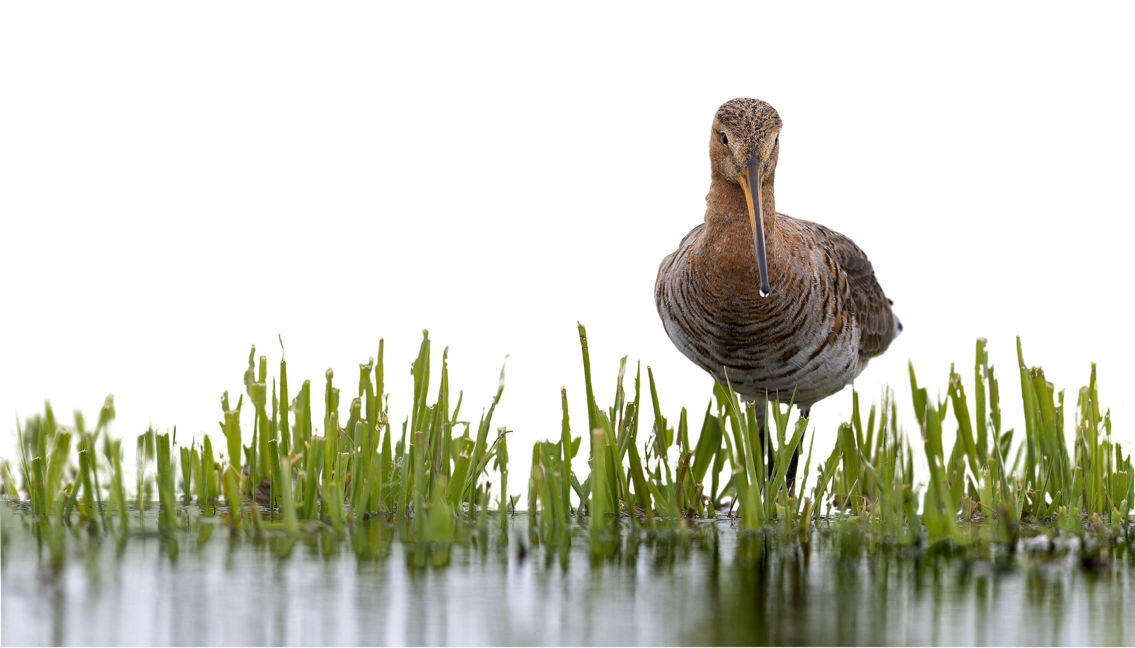 Bird standing in water with grasses on a white background