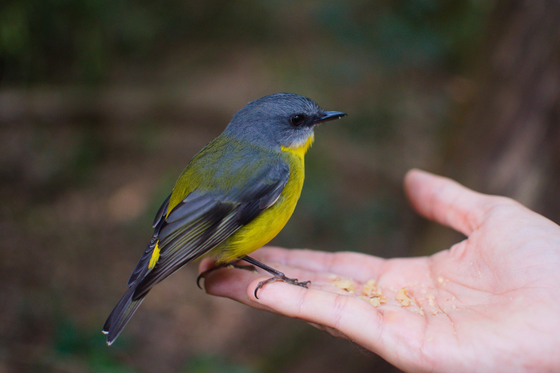 Bird perched on a person's hand with a blurred natural background