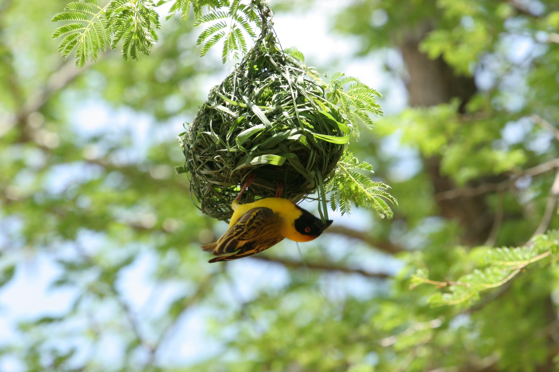 Yellow bird perched on a woven nest hanging from tree branches with a blurred green foliage background