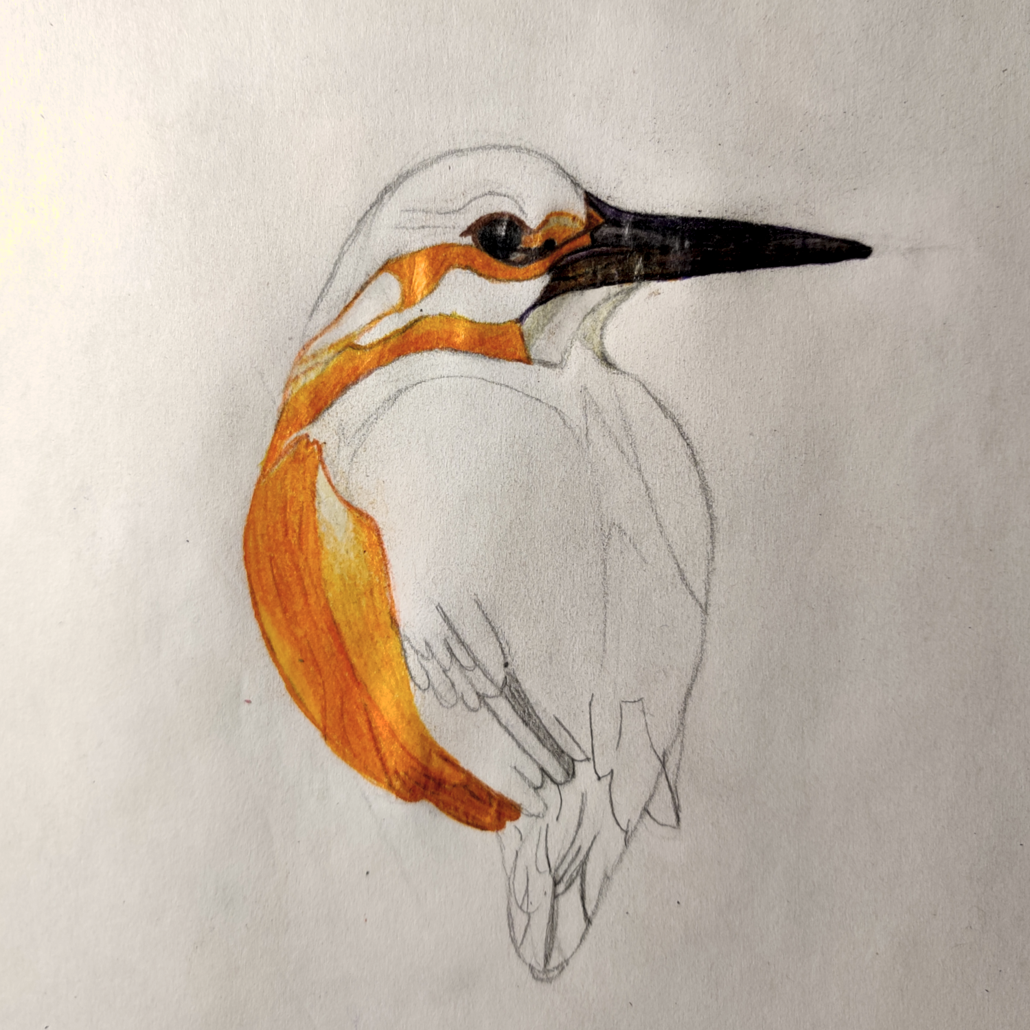 Illustration of a bird with orange and white plumage on a light gray background