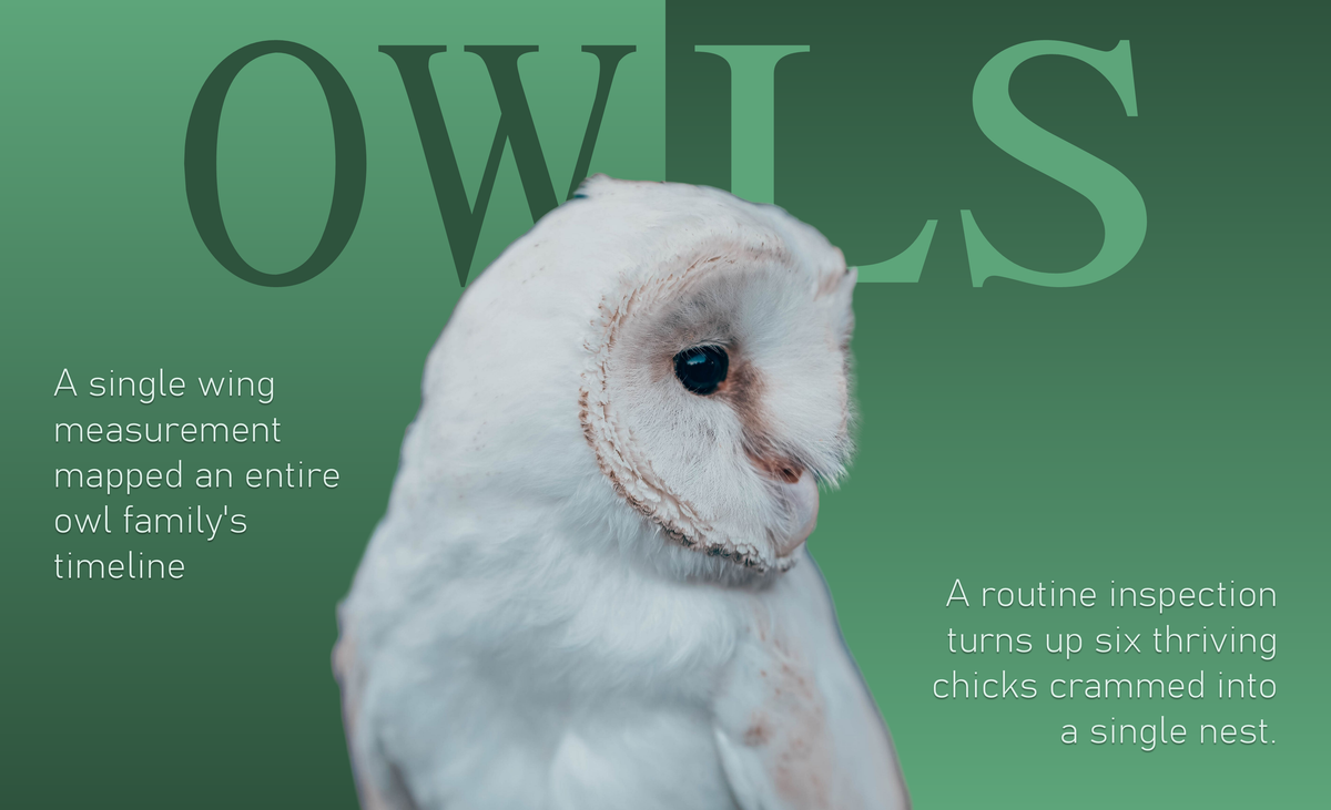 Blog cover graphic titled "Owls" featuring a white Barn Owl portrait, capturing nocturnal raptor species facts and wildlife monitoring guides.