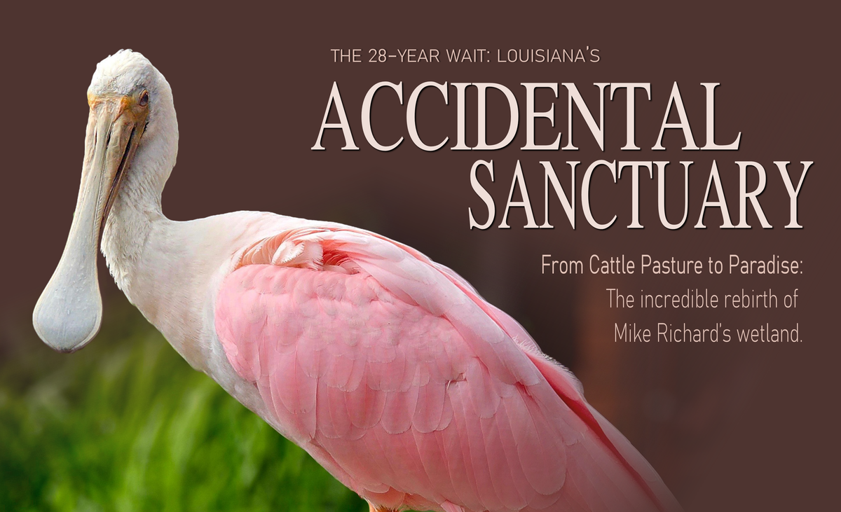 Blog header image titled "Accidental Sanctuary" featuring a pink Roseate Spoonbill standing among lush greenery in a wildlife habitat setting.