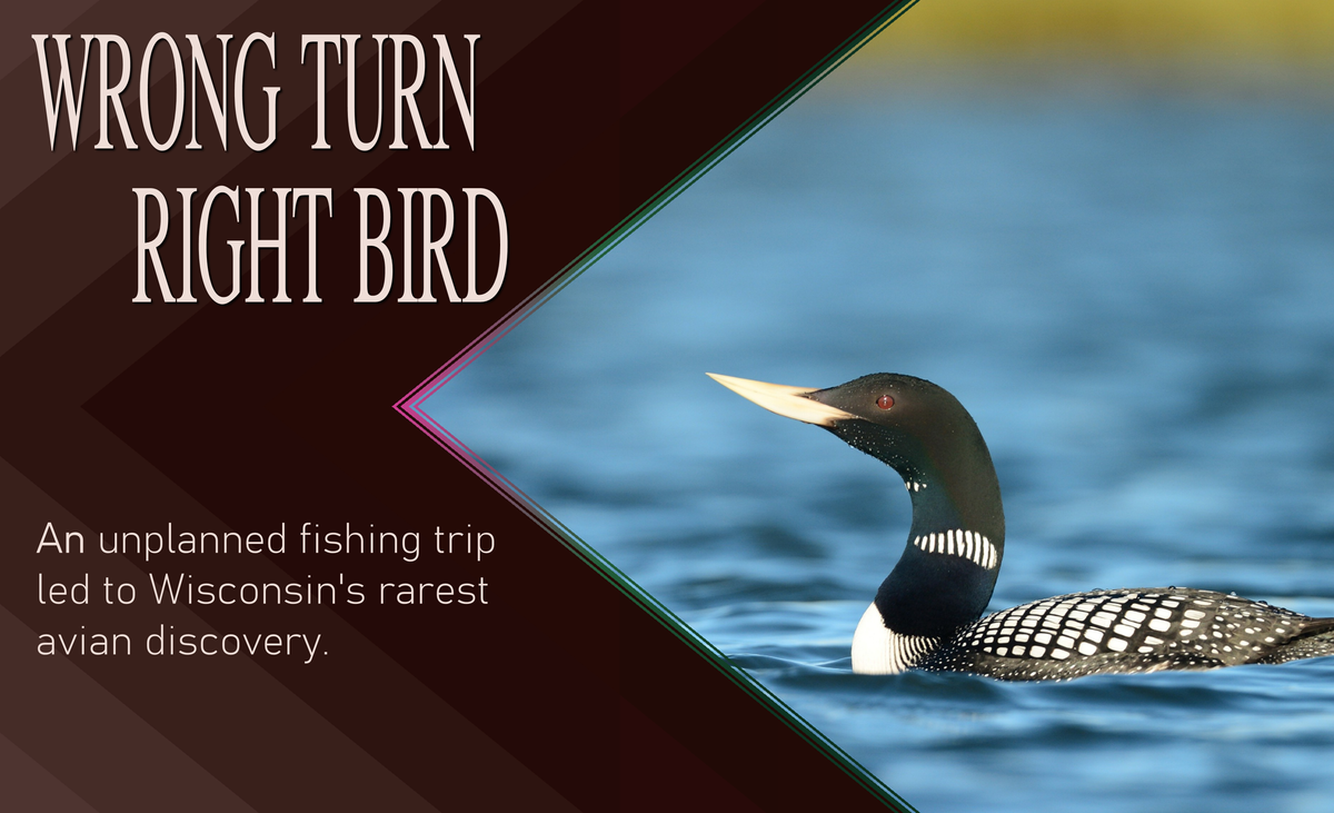 Blog cover graphic featuring a Yellow-billed Loon swimming in calm water, focusing on aquatic bird conservation, species identification, and field notes.