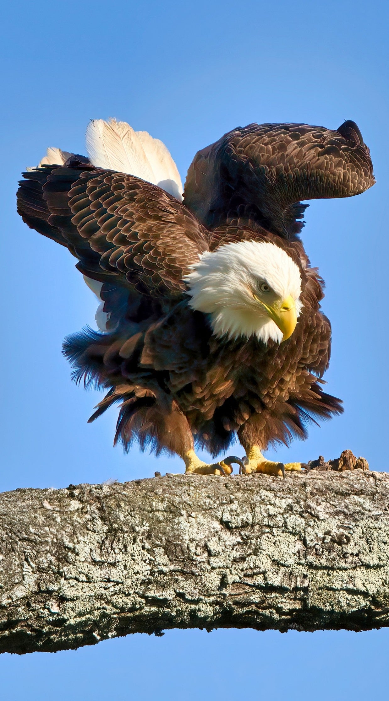 A majestic Bald Eagle with a bright white head perched confidently on a thick tree branch, capturing a striking wildlife photography moment for a midwest bird watching paradise collection.