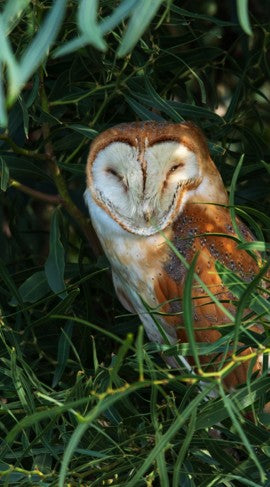 Barn Owl nestled low in tall green grass, capturing unique daylight grounding behavior, nocturnal predator identification, and secretive raptor habitat notes.
