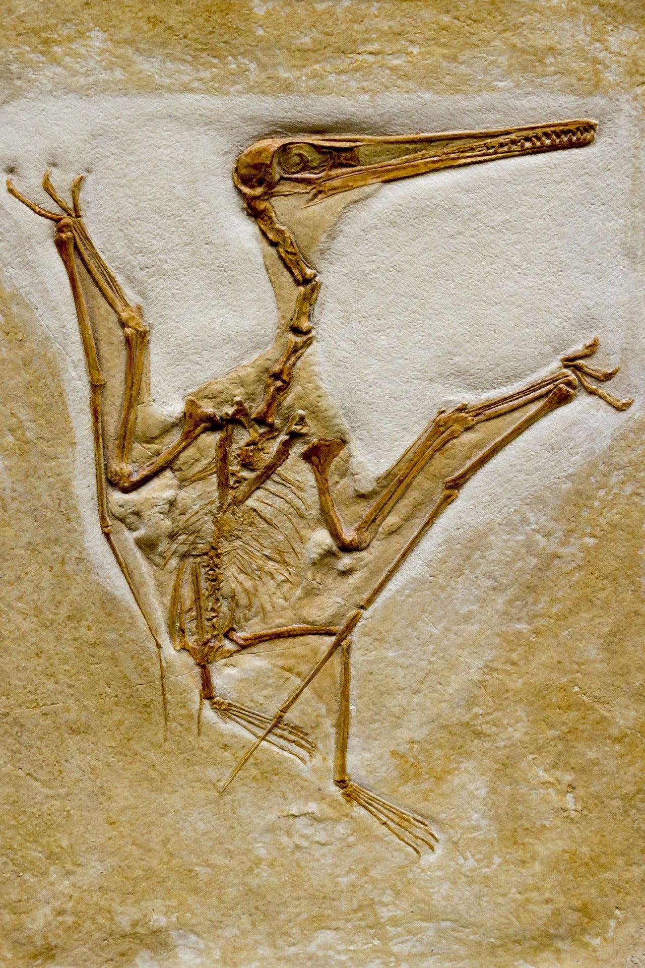 An intricately preserved prehistoric pterosaur fossil skeleton embedded in limestone, serving as a vintage field guide aesthetic reference for an avian evolution and bird fossil nature journal entry.