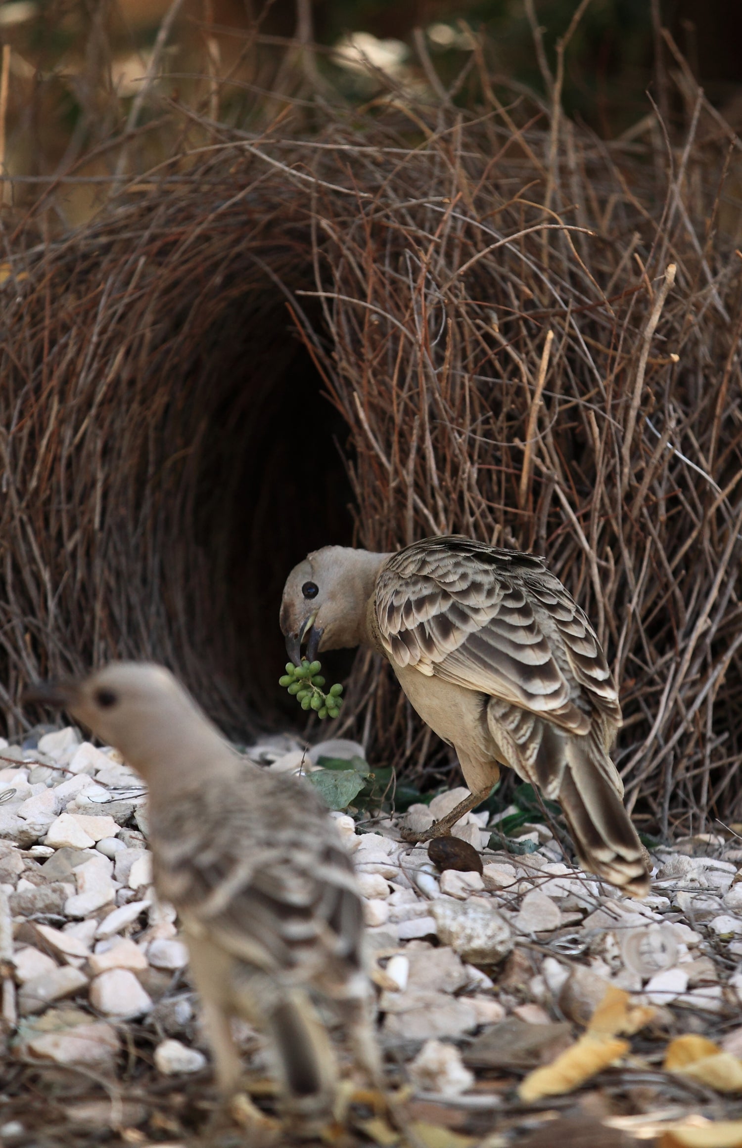A cryptic bowerbird camouflaged near its unique nesting structure in dense undergrowth, exploring fascinating avian behavior, nesting habits, and old-world nature mysteries.