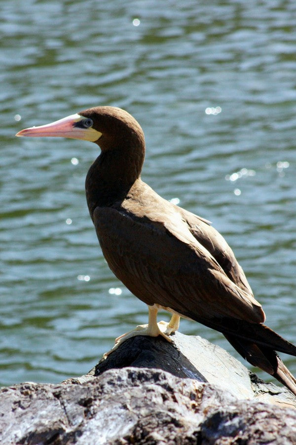 Profile view of a brown booby perched on a rocky shoreline near the water, demonstrating unexpected vagrant sightings that draw attention to agricultural hotspot wildlife conservation and regional midwest bird population decline.