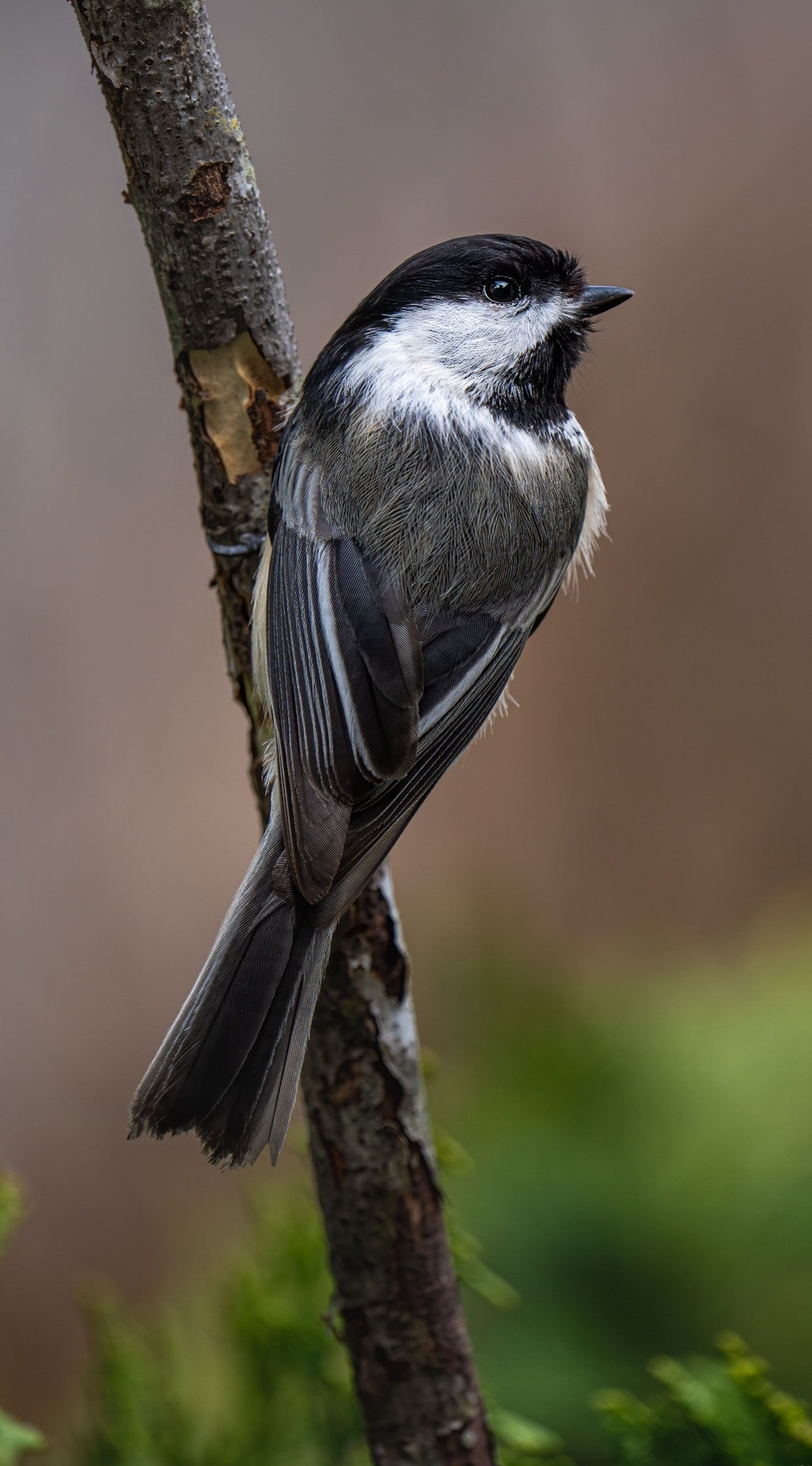 A classic profile shot of a Black-capped Chickadee perched alertly on a branch, serving as a perfect field guide reference photo for slow birding and local community science counts.