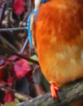 Vivid wildlife photography aesthetic close up focusing on the bright orange plumage of a Common Kingfisher, showcasing a rich nature color palette inspiration with vibrant contrasts.