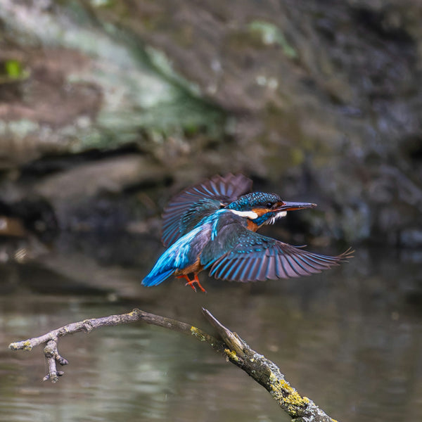 High-speed riverbank wildlife photography capturing a Common Kingfisher taking flight toward a stream, capturing a dramatic nature moment over the water.