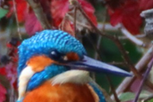 Detailed Common Kingfisher close up profile showing Alcedo atthis field marks against a vintage field guide aesthetic background of autumn leaves, perfect for aesthetic bird watching inspiration.