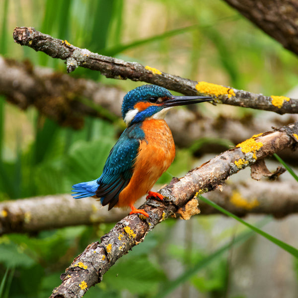 A vibrant Common Kingfisher perched on mossy branches, used as reference for translating field marks into sketch art in a nature journal illustration ideas collection.
