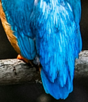 Close up of vibrant electric blue kingfisher feathers showing metallic blue tones in nature, providing cobalt blue color palette inspiration for wildlife photography aesthetic.