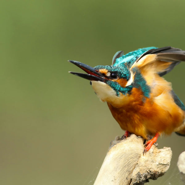 Dramatic nature moments of a sparrow sized blue bird fishing, capturing a Common Kingfisher hunting habitat perched on a branch along a riverbank with clear water pond aesthetic.