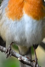 Detailed macro view of a European Robin's iconic orange breast and white plumage, capturing the vibrant color palette that inspires the hand-drawn artwork for our ceramic coffee mugs.