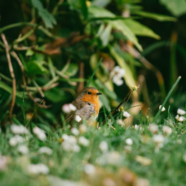 A European Robin standing amidst scattered white petals and green leaves, showcasing a quiet, intentional nature photography aesthetic that inspires our seasonal bird collection.