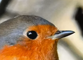 Close up profile headshot of a European Robin (Erithacus rubecula) showing its dark eye and fine beak, serving as the artistic inspiration for a minimalist embroidered dad hat.