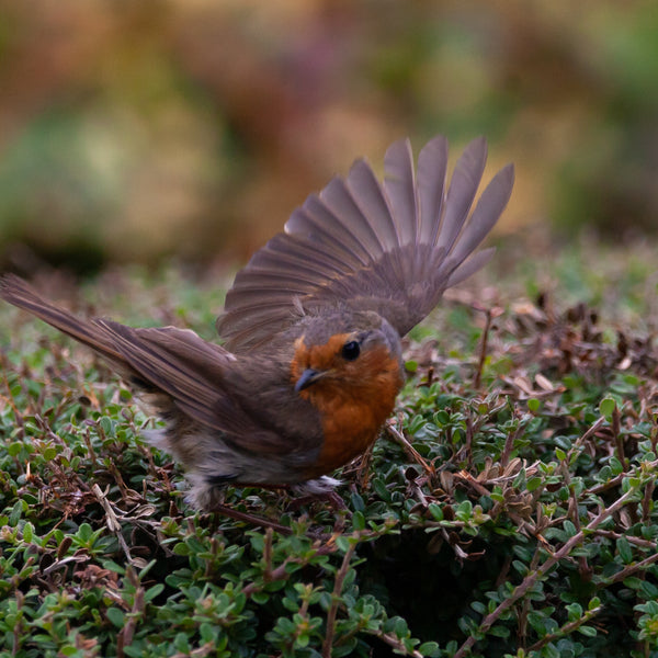 A European Robin foraging and displaying dynamic movement in garden foliage, a nature observation photograph capturing field marks for authentic wildlife illustration ideas.
