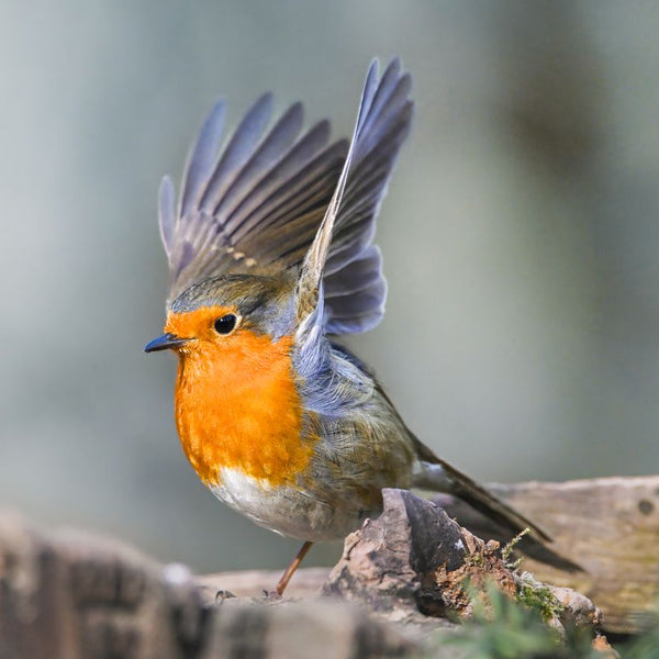 European Robin perched alertly on a stone with wings raised, capturing a classic backyard birding moment translated into original artwork for decorative outdoor flags.