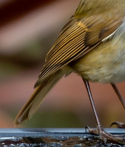 Close up view of the olive brown wings and tail feathers of a European Robin, used as a detailed color and texture reference for Plume hand-drawn bird illustrations.