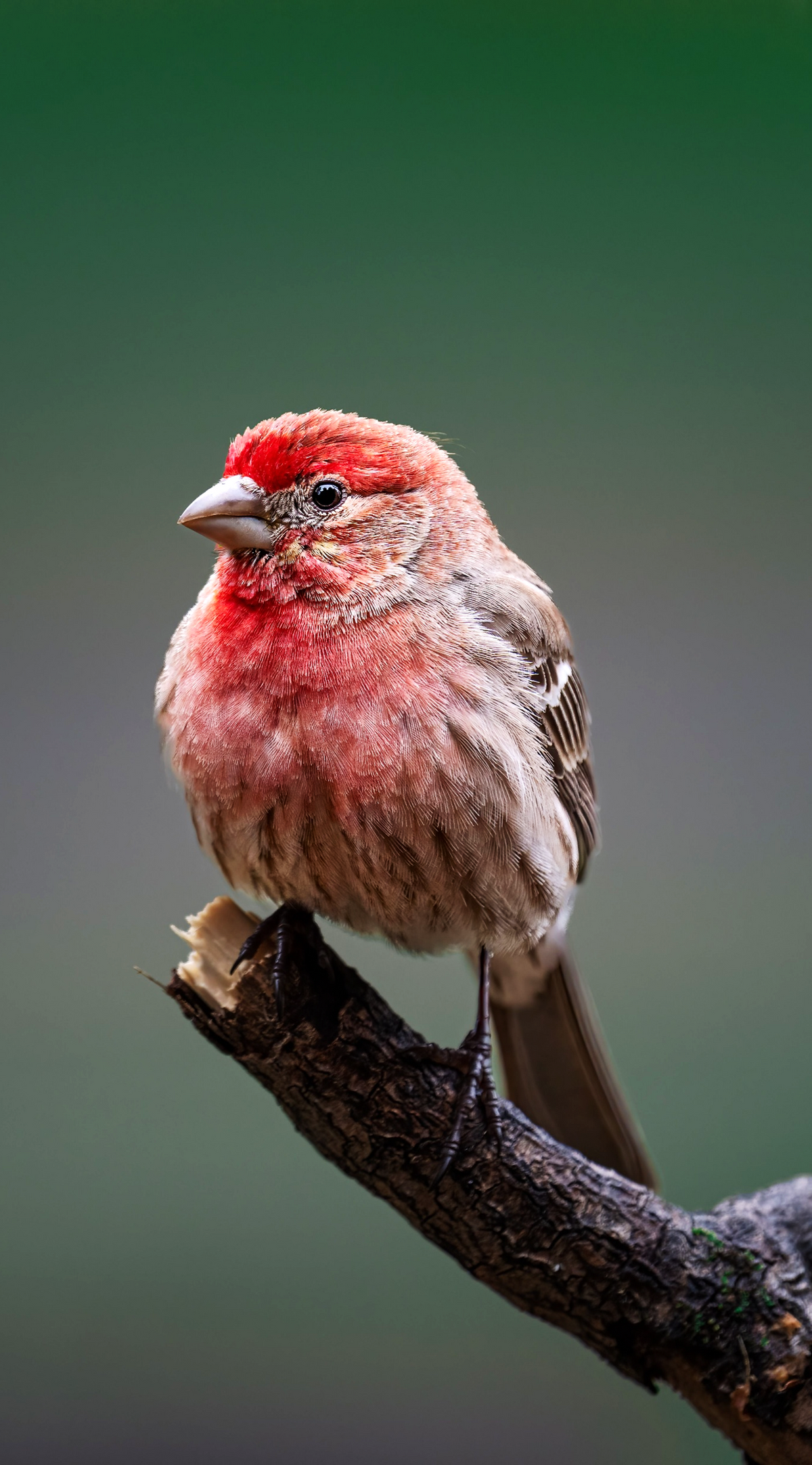 A colorful male House Finch with vibrant rosy-red feathers perched attentively on a slender branch, showcasing classic backyard songbird field marks for slow birding observation logs.