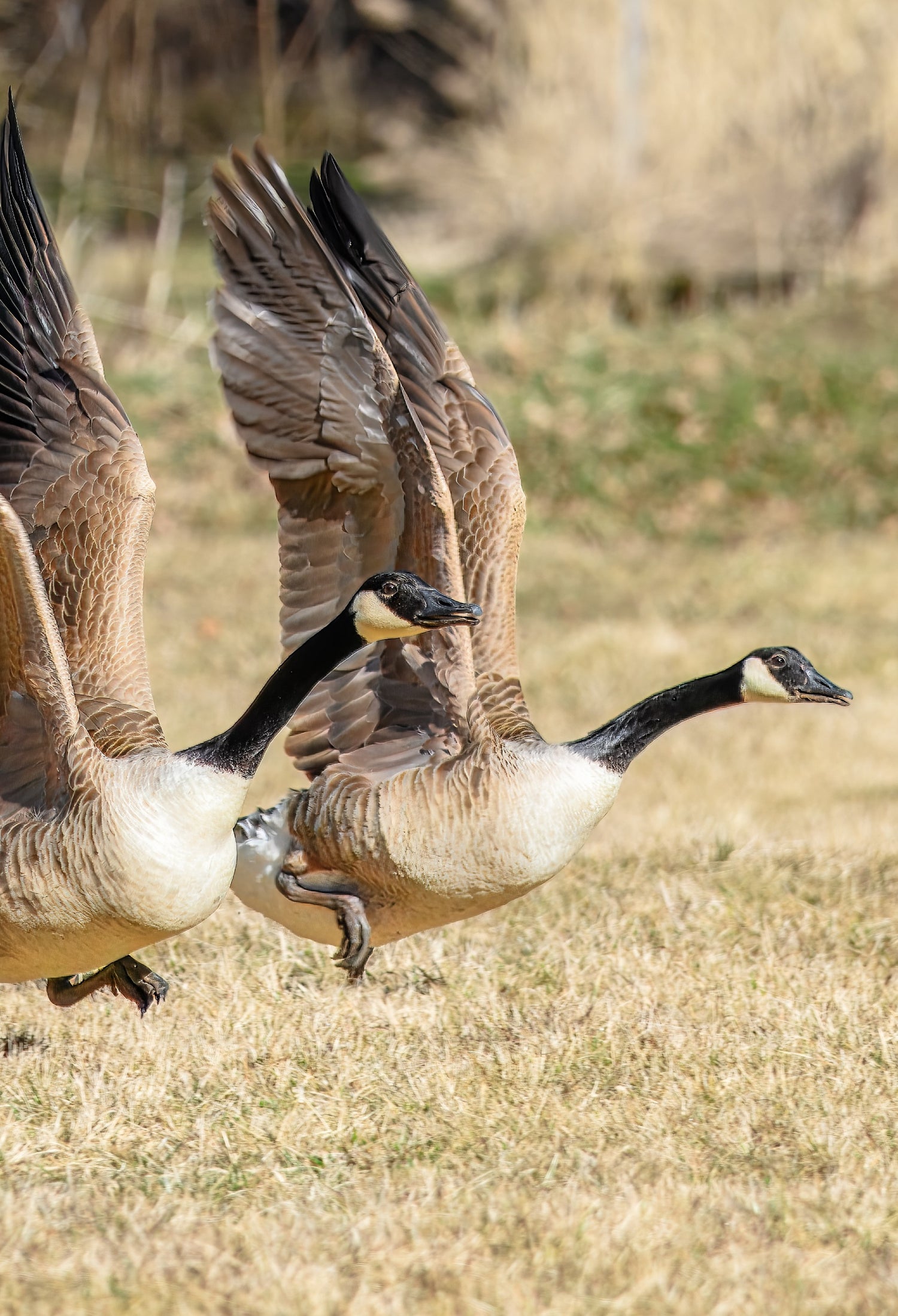 A pair of Canada geese taking flight from a grassy field, capturing dynamic wetland wildlife movement and showcasing the natural biodiversity of a midwest bird watching paradise.