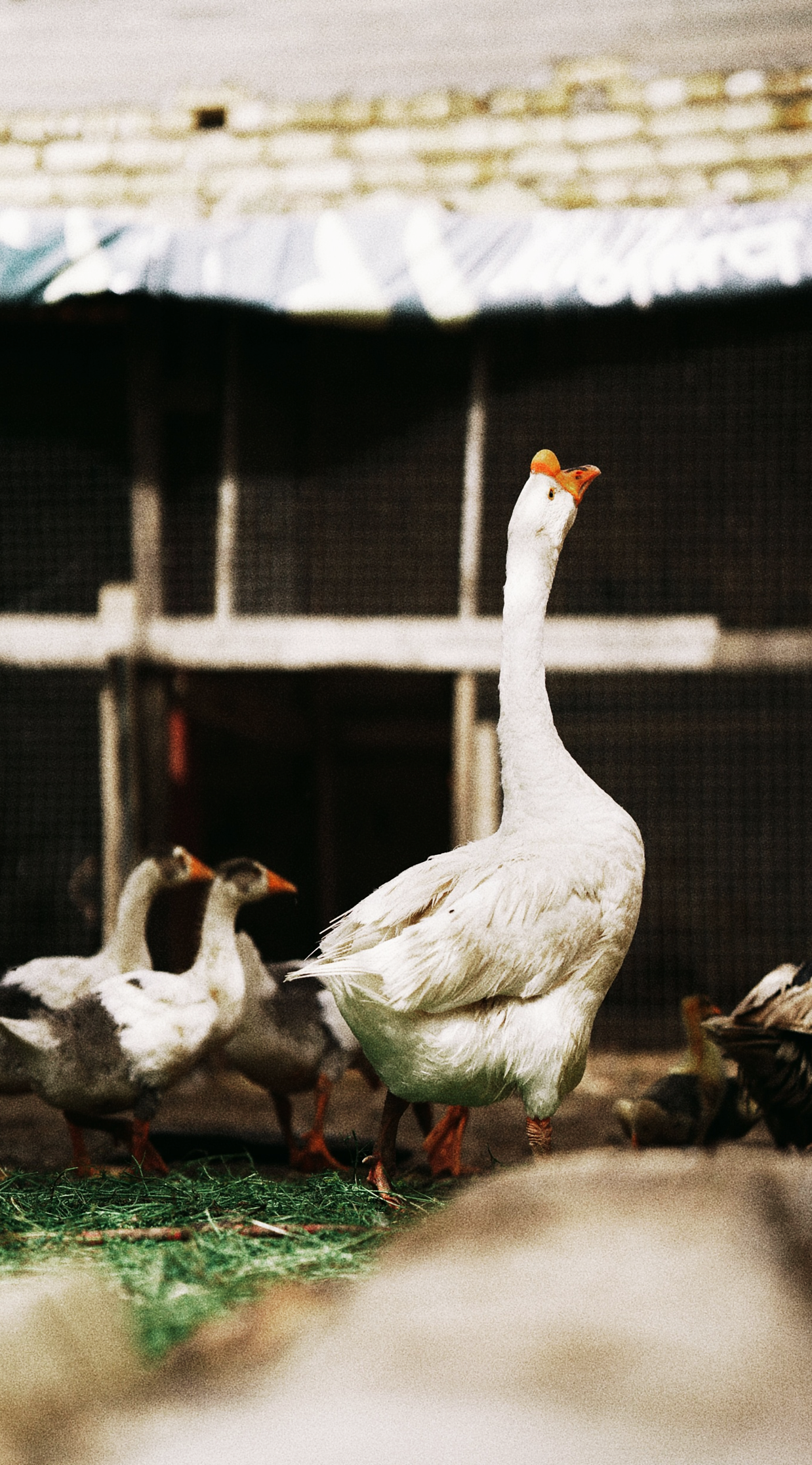 A tall domestic white goose stretches its neck up high with its orange bill pointed toward the sky in a farmyard coop setting, surrounded by a small flock of gray geese. Captures authentic country farm life, cottagecore homestead aesthetics, and traditional backyard poultry care for a mindful farm-to-table lifestyle journal.