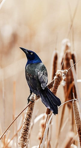 A dark Common Grackle perched gracefully among dry, golden marsh reeds, showcasing an authentic slow birding mindful observation moment for a local habitat backyard birding journal.