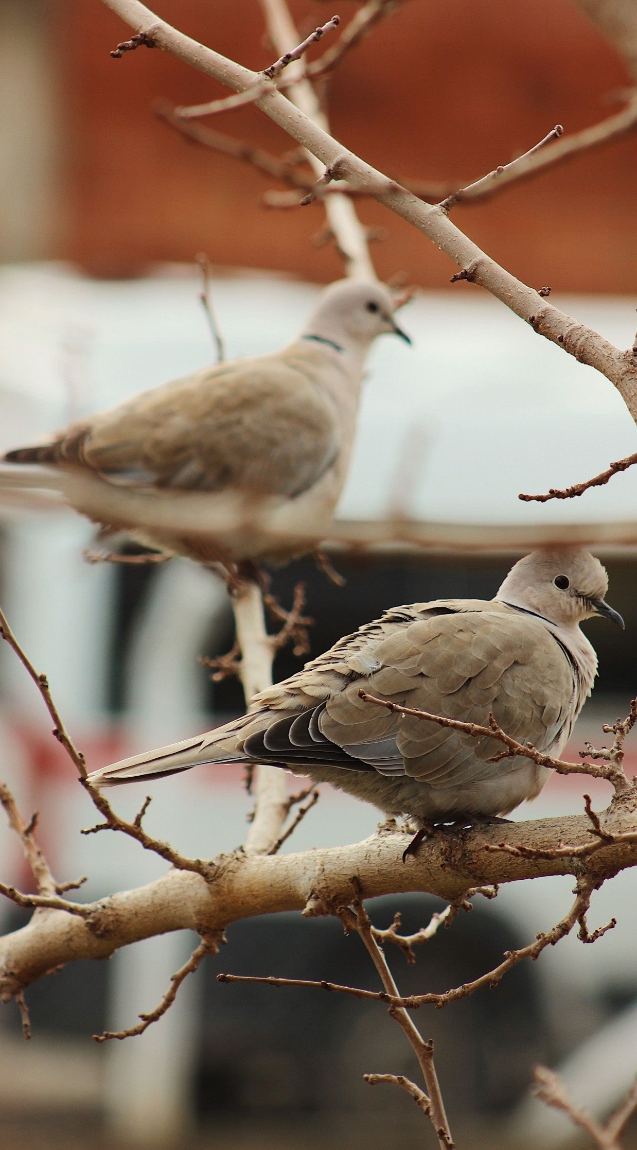 Soft-hued Mourning Doves perched quietly on a branch, showcasing a peaceful backyard birding moment perfect for slow-living nature observation and everyday community science tracking.