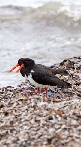 An American Oystercatcher walking along a rocky, pebbled beach near breaking waves, highlighting its striking orange bill for coastal field guide identification and mindful nature travel journals.