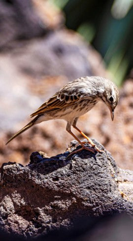 A small pipit perched alertly on a weathered rock surface, capturing a peaceful slow birding moment and key field marks for nature journal identification.