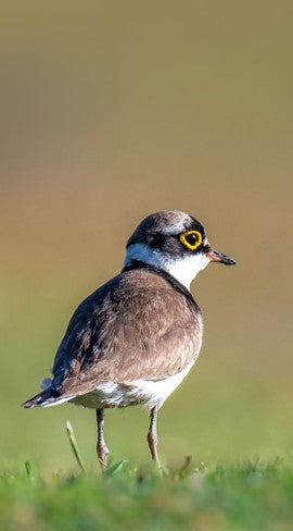 A close-up profile shot of a small plover standing alertly in a green field, capturing clear field marks for a slow birding journal and community science shorebird monitoring.