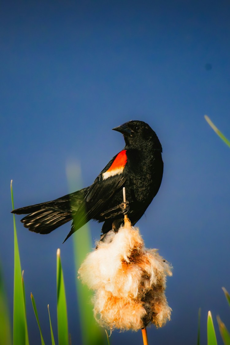 Red-winged Blackbird with a vibrant red and yellow shoulder epaulet perched on a fluffy cattail reed against a deep blue sky, showcasing classic wetland wildlife photography for a mindful nature observation blog post.