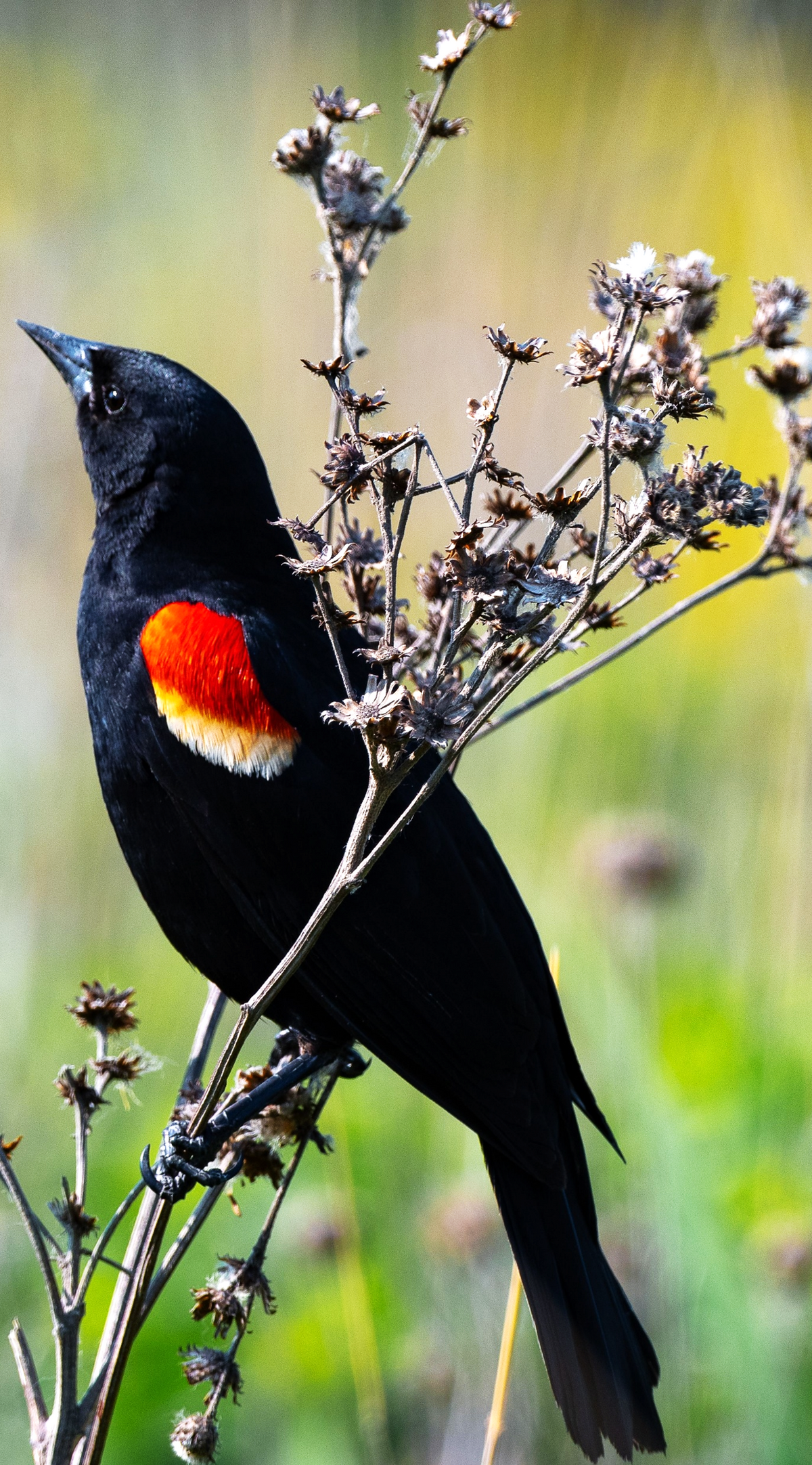 A striking male Red-winged Blackbird displaying its bright red and yellow shoulder epaulets while perched on wetland reeds, perfect for marsh ecosystem identification and birding logs.
