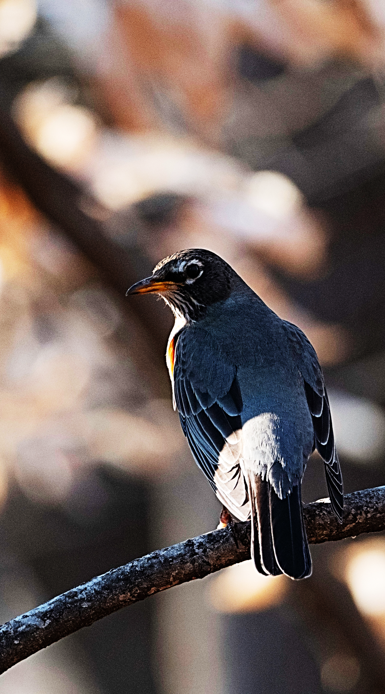 An American Robin perched on a mossy branch, capturing a quiet, classic backyard birding moment for slow-living nature observation and everyday community science.