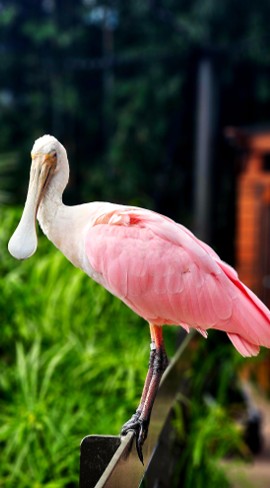 A vibrant pink Roseate Spoonbill perched gracefully on a wooden fence post, showing off its unique spoon-shaped bill for a colorful coastal birding and wildlife conservation journal entry.