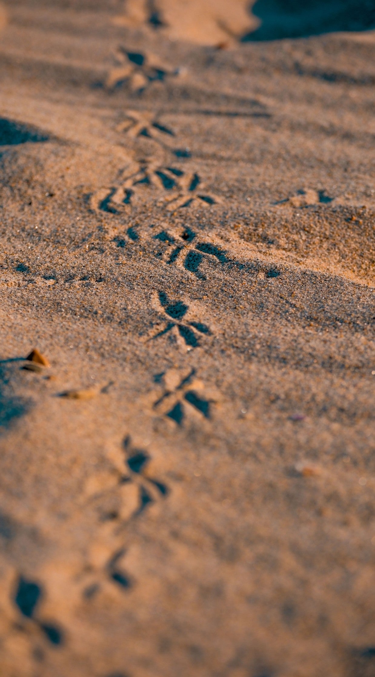 Intricate bird footprints pressed into rippled sand along a shoreline, capturing clear field marks and evidence of shorebird migration for an aesthetic vintage field guide diary.