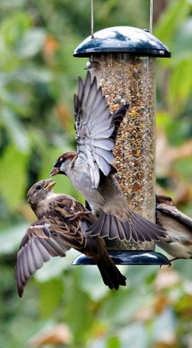 High-speed action photography of wild sparrows interacting dynamically around a backyard bird feeder, highlighting bird observation and tracking for the Great Backyard Bird Count.