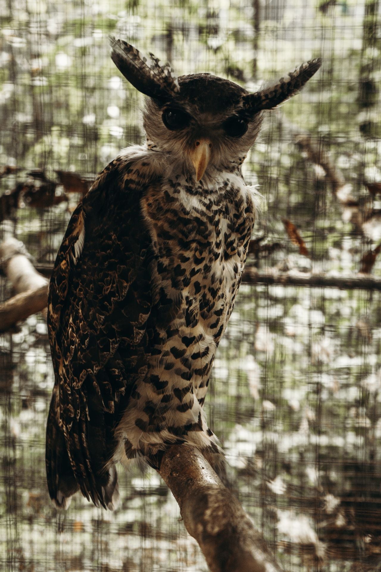 A forest eagle owl with prominent ear tufts camouflaged in dense branches, connected to the eerie sri lankan devil bird legend, avian folklore and mythology, and cryptozoology bird mysteries.
